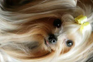Yorkshire terrier leírása az előnye és hátránya a fajta (terrier) Yorkshire terrier leírása az előnye és hátránya a fajta