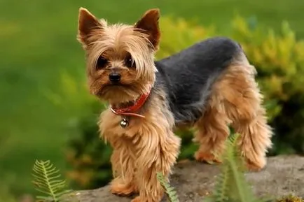 Yorkshire terrier fajta leírás, fotó és videó