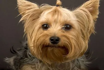 Yorkshire terrier fajta leírás, fotó és videó