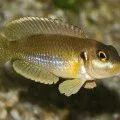 Hogyan lehet egy személy látja az álom, hogy ő azt szeretné, hogy (talán) Hogyan lehet egy személy látja az álom, hogy ő szeretne látni