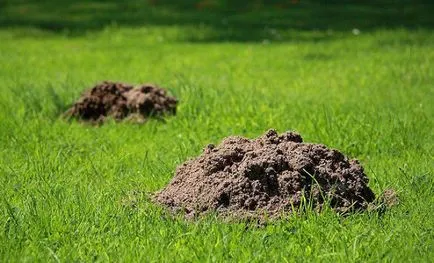 Hogyan kell kezelni a mol a kertben - orvosság mol