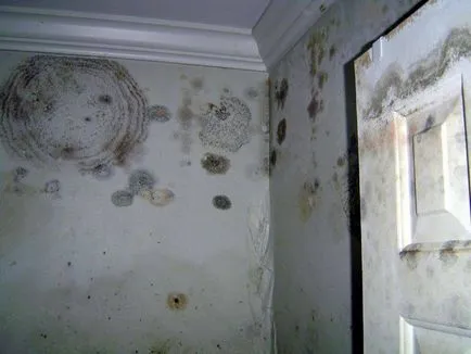 Hogyan kell kezelni a penész a lakásban, részletes leírást, video utasításokat