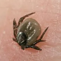Hogyan juthat el a kullancs az emberi alkalmazkodás és azt kéznél