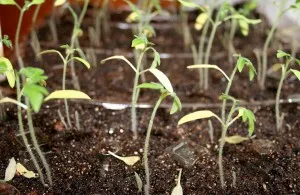 Hogyan és mikor a transzplantáció a palánták paradicsom, kert, kerti (átültetett magoncok) Hogyan és mikor kell átültetni a palánták paradicsom, kert, konyhakert
