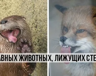 Mik ezek a férfiak, akik szeretik a macskákat, a tömítéseket és nyashki