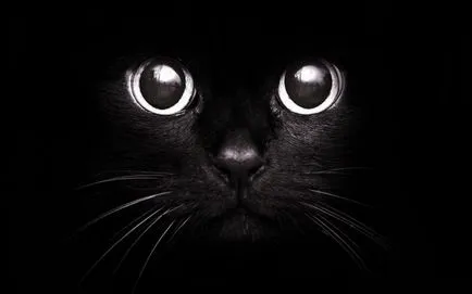 Milyen állatok fekete jelenség melanism (mi) Milyen állatok fekete jelenség melanism