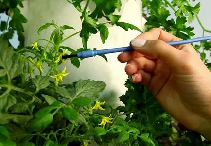 Amint mesterségesen beporzású üvegházban paradicsom (paradicsom) Mesterségesen beporozzák paradicsom üvegházban