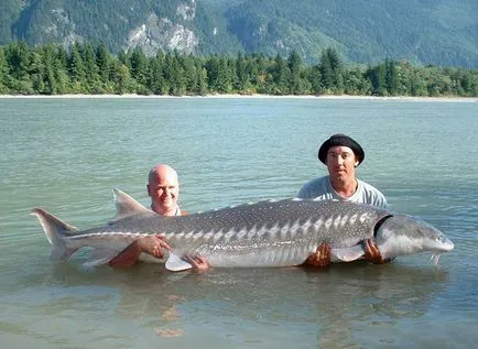 Hogyan és hol kell fogni tokhal, hogy milyen felszerelés és milyen évszakban kiemelt fotóját (fogása kecsege Ther) Hogyan és hol kell fogni tokhal, hogy milyen felszerelés és milyen évszakban kiemelt fotóját
