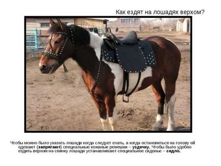 Hogyan lovagolni tippek kezdőknek, lovas stílusok (tipp) Hogyan lovagolni tippek kezdőknek, lovas stílusok