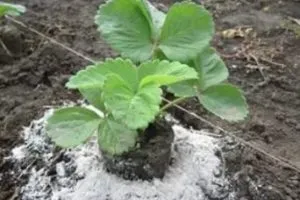 Hogyan kell használni a hamu, mint műtrágya növények, szeretem a kertben (műtrágya) Hogyan kell használni a hamu trágyaként növények, szeretem a kertben