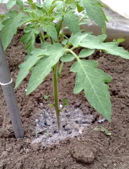 Hogyan kell használni a hamu, mint műtrágya növények, szeretem a kertben (hamu) Hogyan kell használni a hamu trágyaként növények, szeretem a kertben