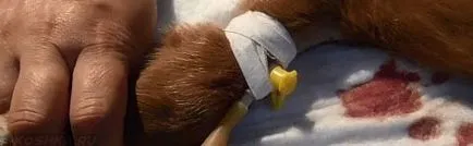 Mivel a macska, hogy egy csepegtetős otthon (kínálat) Mivel a macska, hogy egy csepegtetős otthon