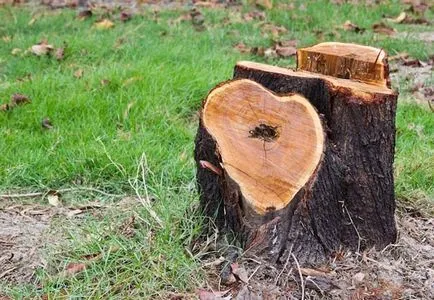 Hogyan lehet megszabadulni a tuskók saját nyaraló