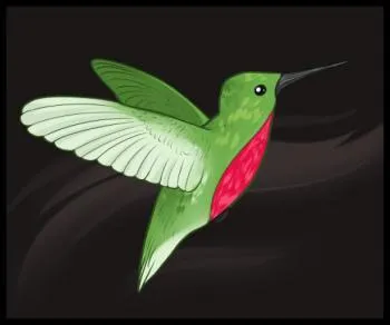 Hogyan kell felhívni kolibri ceruza szakaszokban 1