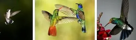 Hogyan kell felhívni a Kolibri