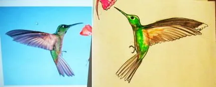 Hogyan kell felhívni a Kolibri