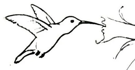 Hogyan kell felhívni a Kolibri