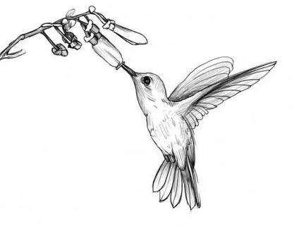 Hogyan kell felhívni kolibri, gyors és könnyű