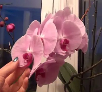 Hogyan vágja az orchidea virágzás után az otthon (orchidea) Hogyan vágja virágzás után orchidea otthon