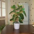 Hogyan elválasztani Babe phalaenopsis orchidea, expertoza