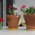 Hogyan elválasztani Babe phalaenopsis orchidea, expertoza