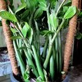 Hogyan elválasztani Babe phalaenopsis orchidea, expertoza