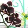 Hogyan elválasztani Babe phalaenopsis orchidea, expertoza