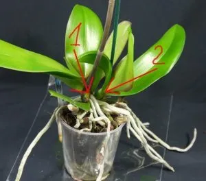 Hogyan elválasztani Babe orchidea leírás, videó