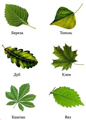 Hogyan lehet azonosítani egy fa