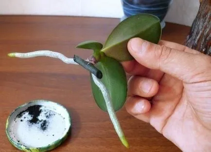 Hogyan elválasztani Babe orchidea leírás, videó