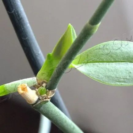 Hogyan elválasztani Babe phalaenopsis orchidea, expertoza
