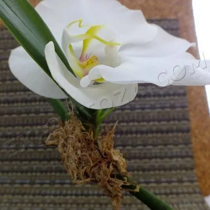 Hogyan elválasztani Babe phalaenopsis orchidea, expertoza