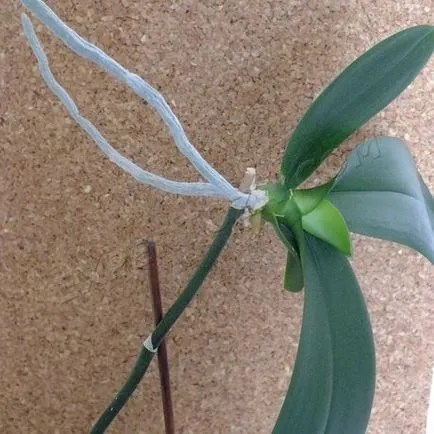 Hogyan elválasztani Babe phalaenopsis orchidea, expertoza