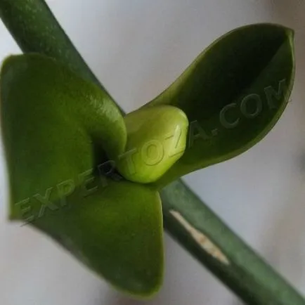 Hogyan elválasztani Babe phalaenopsis orchidea, expertoza