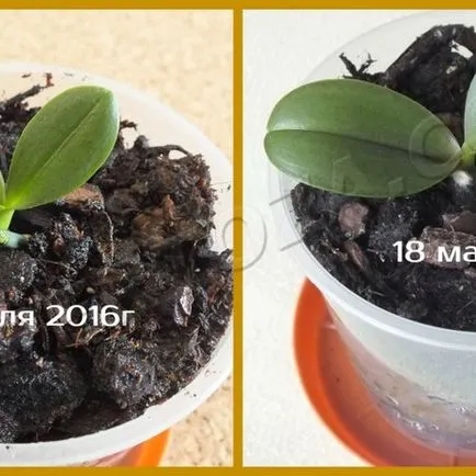 Hogyan elválasztani Babe phalaenopsis orchidea, expertoza
