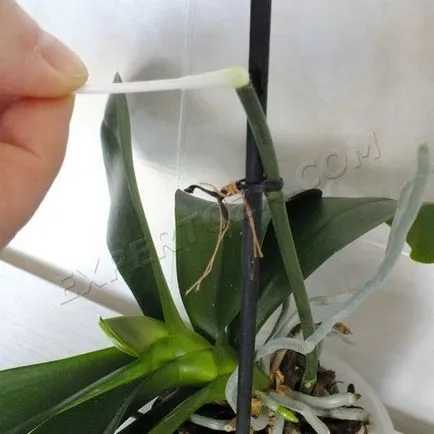 Hogyan elválasztani Babe phalaenopsis orchidea, expertoza