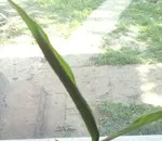 Hogyan transzplantáció a fa