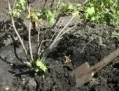 Hogyan transzplantáció luc az erdő a helyszínre, amikor jobb a növény tavasszal vagy ősszel lucfenyő, a jobb oldali videót