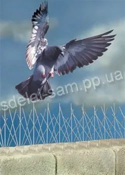 Hogyan elriasztani madarak (madár) Hogyan elriasztani madarak