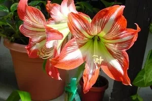Hogyan transzplantáció virágzás után amarillisz mágikus növények (amarillisz) Hogyan transzplantáció virágzás után amarillisz mágikus növények