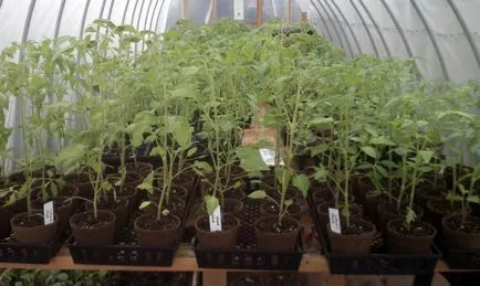 Hogyan transzplantáció a palánták a talajba paradicsom