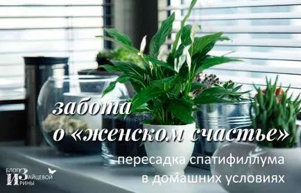 Hogyan transzplantáció Spathiphyllum otthon