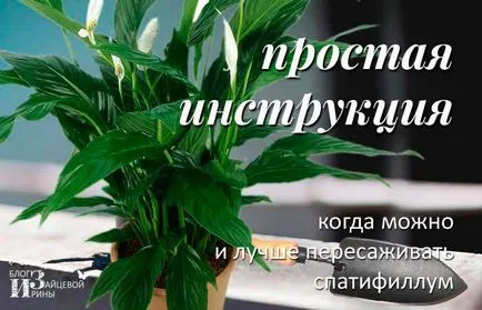 Hogyan transzplantáció Spathiphyllum otthon