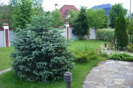 Hogyan transzplantáció luc az erdő a helyszínre, amikor jobb a növény tavasszal vagy ősszel lucfenyő, a jobb oldali videót