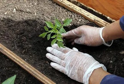 Hogyan transzplantáció a palánták a talajba paradicsom