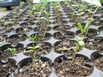 Hogyan transzplantáció a palánták a talajba paradicsom