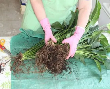 Hogyan transzplantáció Spathiphyllum (női boldogság) a hazai