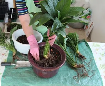 Hogyan transzplantáció Spathiphyllum (női boldogság) a hazai
