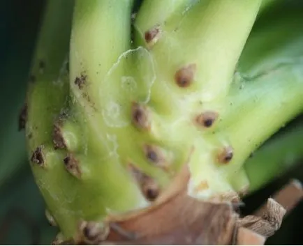 Hogyan transzplantáció Spathiphyllum (női boldogság) a hazai