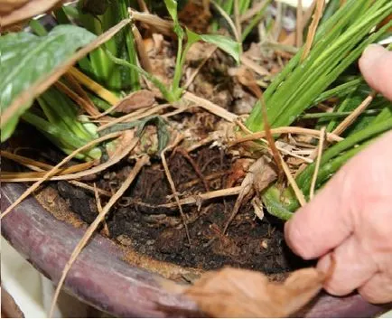 Hogyan transzplantáció Spathiphyllum (női boldogság) a hazai